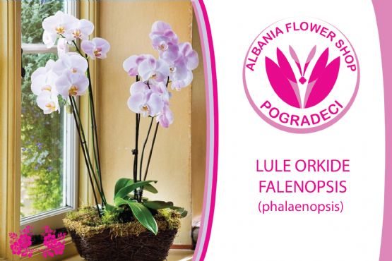Lule Orkide me shporte nga Albania Flower Shop POGRADEC